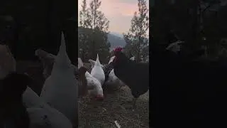 My Blue Splash Orpington Is the Jumpiest Chicken Ever! Funny Chicken Reactions