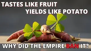 Potatoes That Taste Like Fruit? The Vitamin C Bomb That Needs No Peeling.