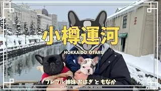 フレブル小樽運河散歩 ドックランで大興奮｜French Bulldog Stroll Along Otaru CanalWildly Excited at the Dog Run #フレンチブルドッグ