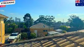 🔴 LIVE Sydney Backyard: Sunny Afternoon