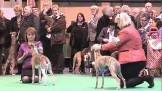 dfs Crufts 2011 - Whippets Best of Breed presented by DWZRV.com