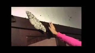 Costa Rica Moth