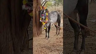 King 👑 Sulthan in Huduguru Bull Race #watch #like #share #subscribe #trendingshorts #ytvideos