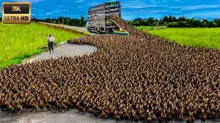 20 animais ecologicamente fora de controle nos Estados Unidos - O mais perigoso est&aacute; no n&uacute;mero 5