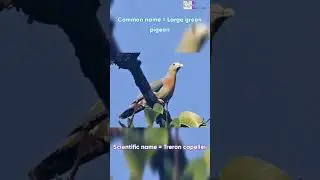 Scientific name of Large green pigeon