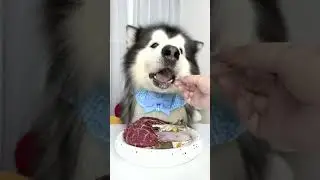 Dog  like to eat #18|Cute Puppies Meeting New Friends  #dogeat #dog #eat #doglove #dogcute #pippy #m