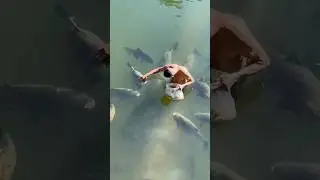 Cross-racial emotional connection #animals #shorts