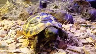 Właściwa dieta żółwia lądowego greckiego oraz pielęgnacja jego skorupy.