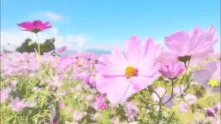 モーツァルト: ピアノ・ソナタ第11番：第1楽章［ナクソス・クラシック・キュレーション #かわいい］