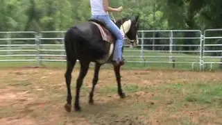 HORSE FOR SALE: Pine Power Magic, pro trained APHA gelding