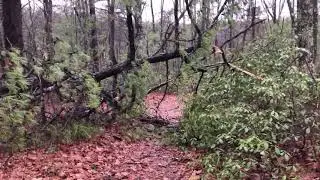 Red River Gorge 1-14-20 Sheltowee Trace / Pinch em Tight Trail to Rush Ridge Trail  7:59 am