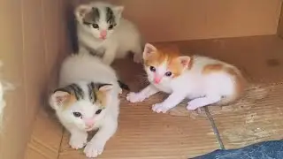 Part 2 The newborn kittens have recovered But the mother cat need Anti Fleas