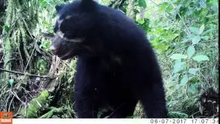 Video Oso de Anteojos Tapichalaca