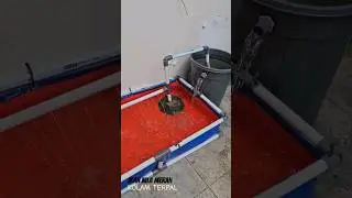 Kolam Terpal dengan Sistem RAS #budidayaikan #kolamterpal #budidayaikannila #nilamerah