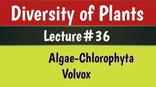 Diversity of Plants Lecture 36 Volvox for BS( Botany, Zoology, Chemistry)