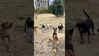 Belgian shepherd malinois don't back up when attacked Malinois attacked by stray dogs #dog #malinois