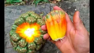 EP8. La fruta de Hala (Pandanus tectorius), la MAS EXTRA&Ntilde;A que he visto hasta ahora!