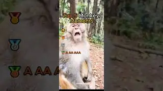The best monkey clips you've ever seen 😂