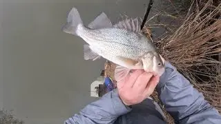 Non-stop White Perch on Gulp & Jigs 1/12/23 Long Island