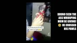 Dog Knows The Sound of an Ass Whooping! 🤣# short