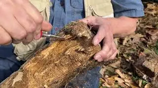 Finding specimens after the cold - Bug Challenge 1 - Insects4Sale.com