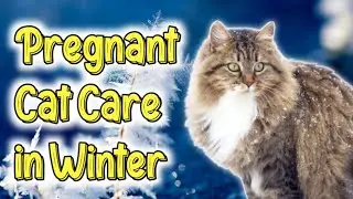 Pregnant cat care in winter❄️|| how to protect your Pregnant Cat from the cold || Pregnant cat care