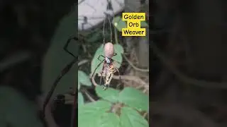 Golden Orb Weaver! #nephilaedulis #nephila #spider #arachnids #arachnophobia #truespider #orbweaver