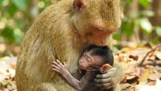 Tiny Newborn Monkey Feels Safe in Mommy&rsquo;s Arms 🥰