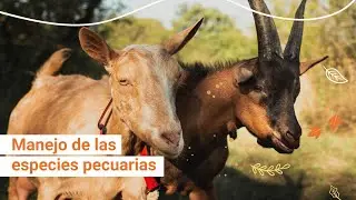 Manejo de las especies pecuarias