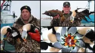 St Paul Island  Alaska duck hunting Slide show 2012