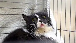 Traumatized Cat Lost Faith In Humans | Part 2