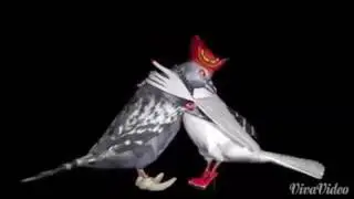 Amrya kidaina kuka