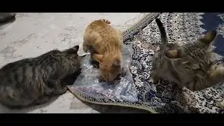 Cats eating food
