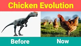 Chicken Evolution