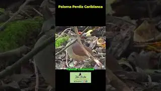 FAMILIA COLUMBIDAE 1: PALOMAS NATIVAS