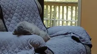 Seal /Chocolate tortie point female attacking her toy on the couch