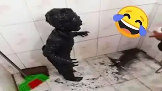 TRY NOT TO LAUGH 😂 Funniest Memes That Will Make You Cry 😆 #02