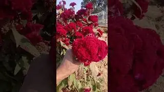 murgaab plant. flower for home beauty#home #homedecore