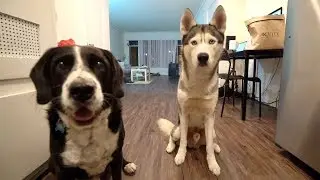 Gohan The Husky Meets a Friend!
