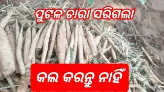 ପୁଟଳ ଚାରା ସରିବା ଉପରେ ଆଉ କଲ କରନ୍ତୁ ନାହିଁ No Transport Coming #Greenparibar
