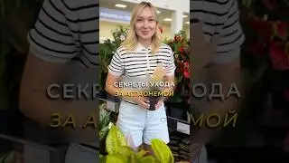 Аглаонема и самое интересное о ней! #комнатныерастения #аглаонема #цветынаподоконнике #цветоводство