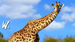 Characteristics, Behavior & Habits Of Giraffe 🦒