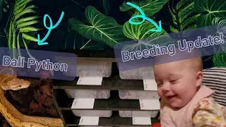 Weekly Breeding Update 🐍