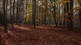 Orange Brown Aesthetic Quote Nature Video