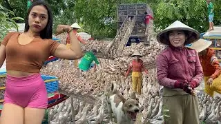 Close Up Duck Migration by Boat and Truck Searching Natural Food in a Fun and Amazing Journey