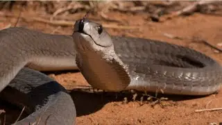 Qurunun ən s&uuml;rətli ilanı - Black Mamba