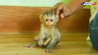 Monkey Jing Loves Getting Petted! So Adorable!!