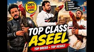 Royal Aseel Rooster|| New Stock Available