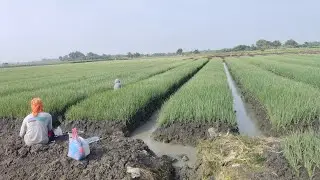 Umur 24 dan 45 HST Calon Super Door ...!!! Petani Bawang Merah Nganjuk