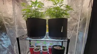 Pheno Hunt Ep. 1 Coco Drip System - Indoor Marijuana
